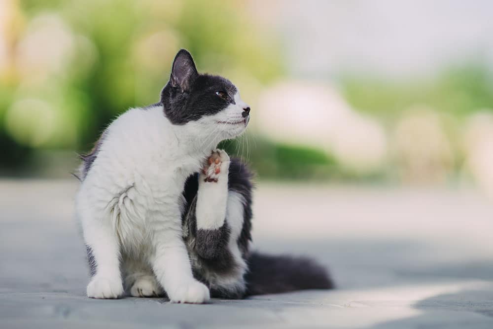 An eye-level shot of a grey and white cat sitting on a paved surface outdoors, using its hind leg to scratch its chin while looking up toward the side.