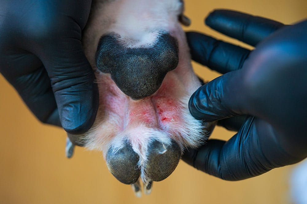 A macro close-up shot of a veterinarian wearing black nitrile gloves spreading open the pads of a dog's paw to reveal red, inflamed, and irritated skin between the toe pads.