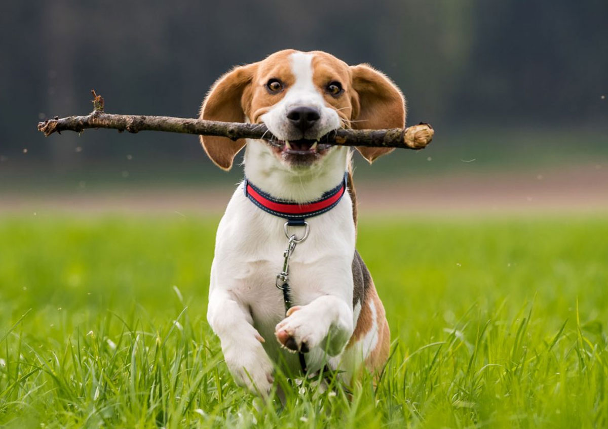 Urgent pet care services banner for Cane Bay Veterinary Clinic in Summerville, SC
